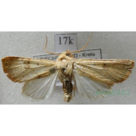 Tiliacea cypreago (Hampson, 1906) Greece, Kreta17k